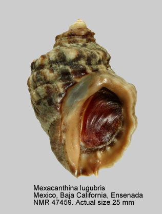 Mexacanthina lugubris.jpg - Mexacanthina lugubris(G.B.Sowerby,1821)